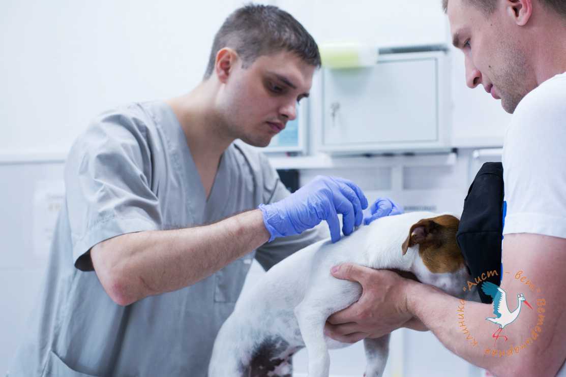 Москва аист вет ветеринарная клиника